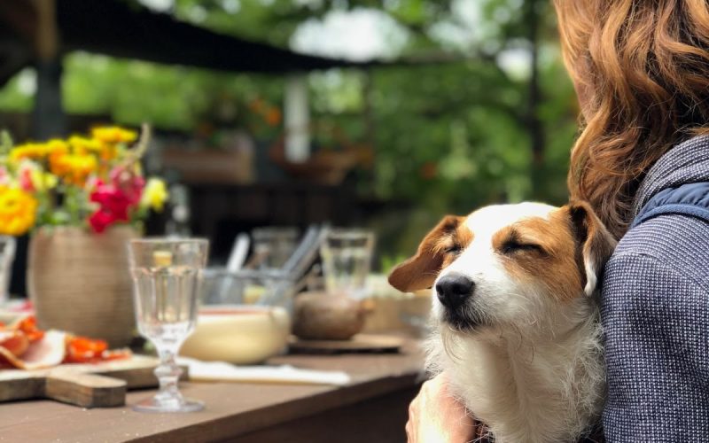 Top 5 of the best dog friendly restaurants in Santa Barbara