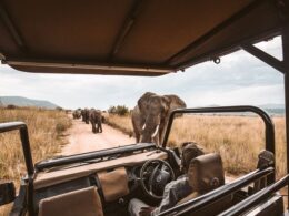 Wildlife Wonders Beyond Africa: Top 8 Must-See Bucket List Safari Experiences