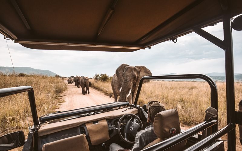 Wildlife Wonders Beyond Africa: Top 8 Must-See Bucket List Safari Experiences